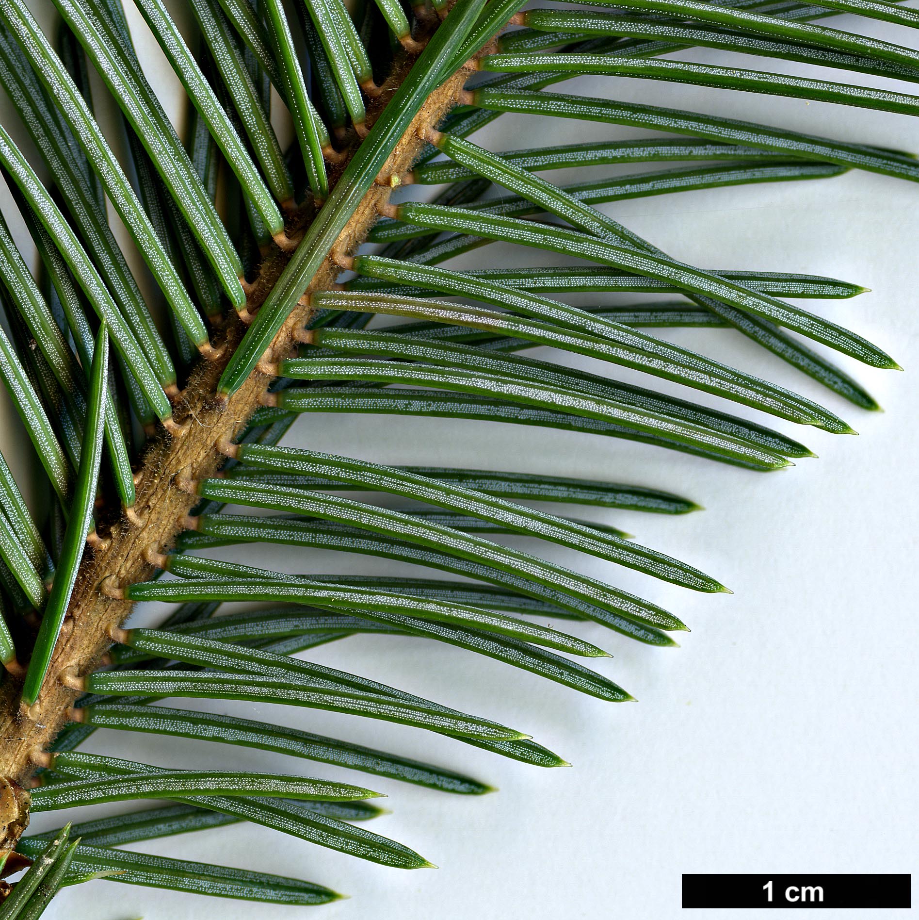 High resolution image: Family: Pinaceae - Genus: Picea - Taxon: likiangensis